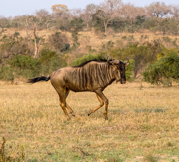 The wildebeest is also known as a Gnu.