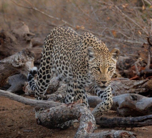Ntsumi Stalks Devon Jansen Ntsumi Stalks Devon Jansen