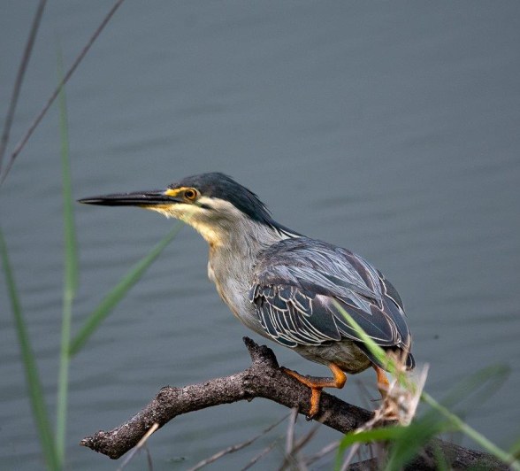 A Green-backed heron perches on a thin branch above a water source. A Green-backed heron perches on a thin branch above a water source.