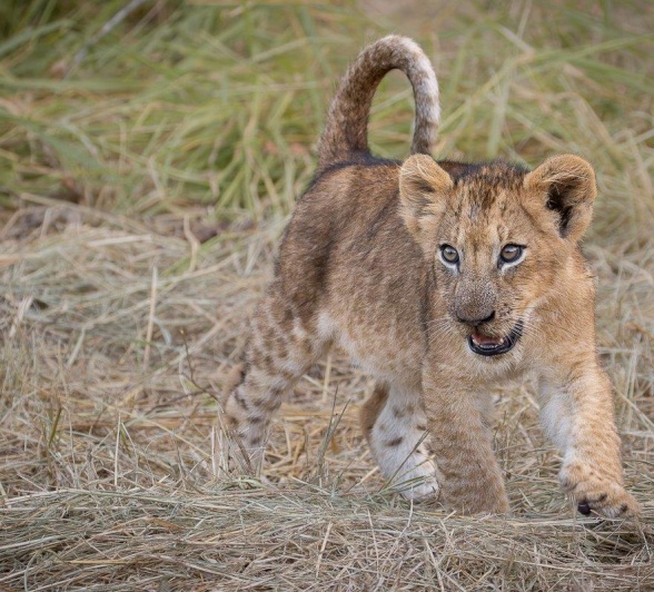 A playful cub of the Talamati pride frolics close to its mothers.