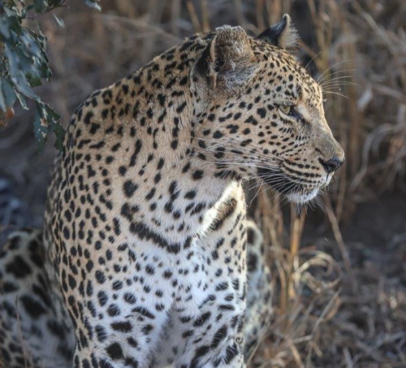 Sabi Sabi Ronald Mutero Ntsumi Sabi Sabi Ronald Mutero Ntsumi
