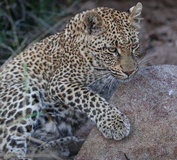 Sabi Sabi Ruan Mey Ntsumi Cub Climbing On Rock Sabi Sabi Ruan Mey Ntsumi Cub Climbing On Rock