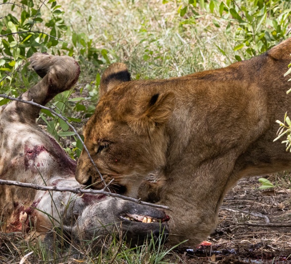 A lion feasting on a hyena kill. 