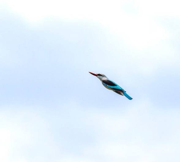 Sabi Sabi Benjamin Loon Woodland Kingfisher