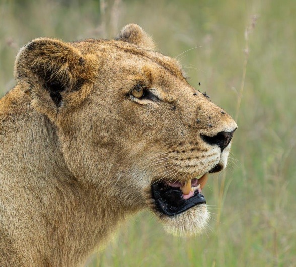 A close-up of a female lion from the Southern Pride. 