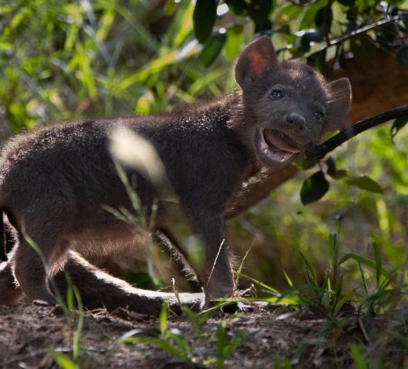 Sabi Sabi Ronald Mutero Hyena Cub Among Trees