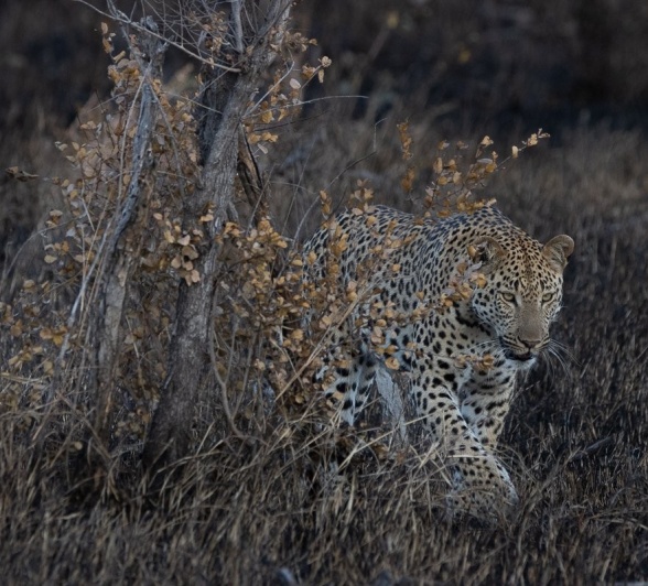 Sabi Sabi Ronald Mutero Leopard At Dusk Sabi Sabi Ronald Mutero Leopard At Dusk