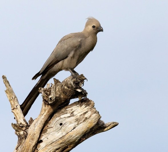 Sabi Sabi Benjamin Loon Go Away Bird Sabi Sabi Benjamin Loon Go Away Bird