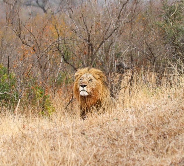 Sabi Sabi Jana Du Plessis Gijima In Grass Sabi Sabi Jana Du Plessis Gijima In Grass