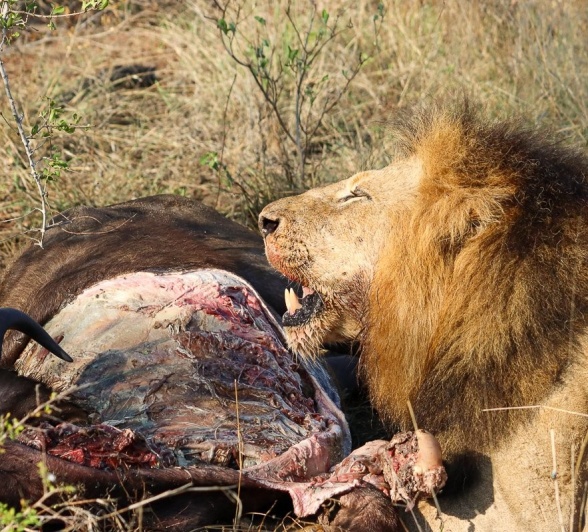 One of the Gijima male lions lies resting beside the remains of a buffalo kill.