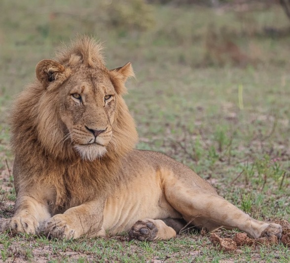 A male lion rests near Sabi Sabi.  