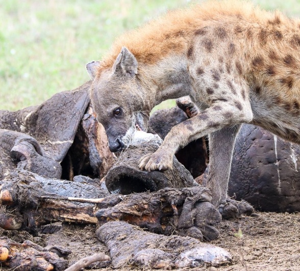Hyena on hippo kill.
