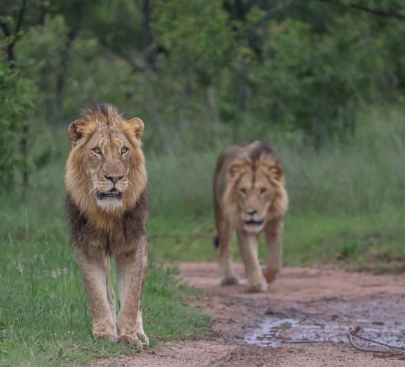 Sabi Sabi Ruan Mey Dominant Male Lions