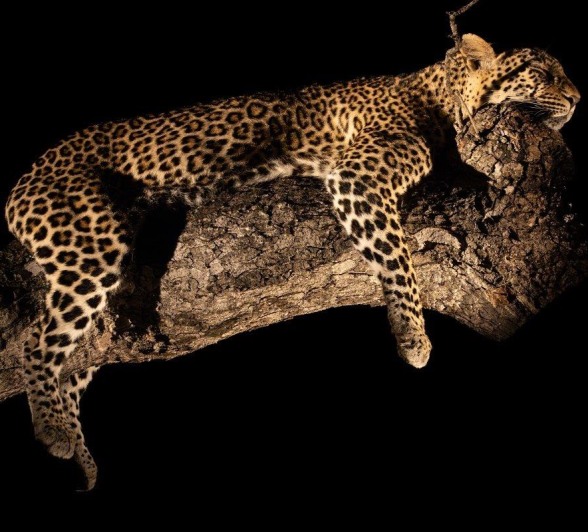 A18JP Van Rooyen Jasiri Female 20230501 3 A18JP Van Rooyen Jasiri Female 20230501 3
