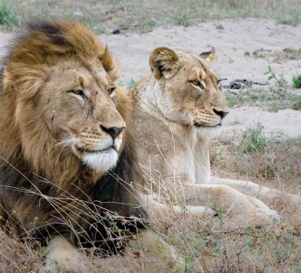 A Gijima male and a lioness from the Talamati Pride.