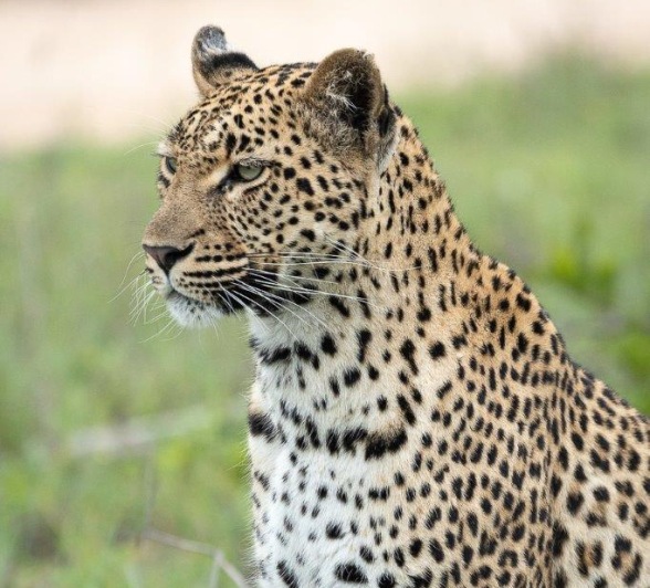 Golonyi, a female leopard is the perfect example of a strong, healthy and successful leopard. 