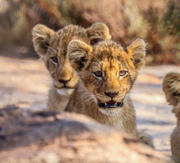 Including the three little ones, crossed into our reserve Including the three little ones, crossed into our reserve