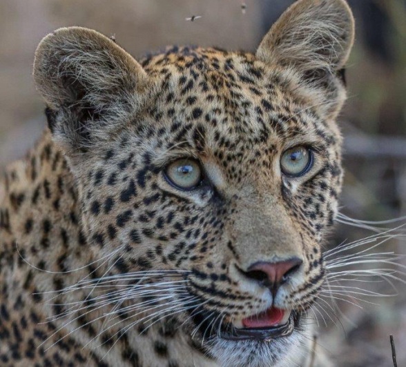 Sabi Sabi Ronald Mutero Ntsumi Cub Face Sabi Sabi Ronald Mutero Ntsumi Cub Face