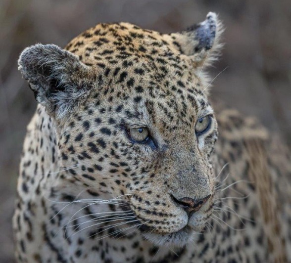 Mashaba, the oldest female leopard, resting in the bush. Mashaba, the oldest female leopard, resting in the bush.