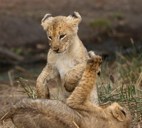 Young cubs of the Msuthlu Pride playing together near the waterhole.