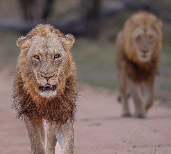 Sabi Sabi Ruan Mey Young Male Lions