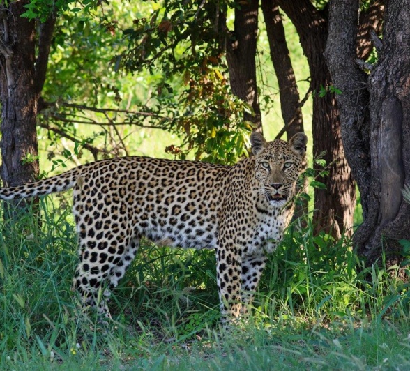 Sabi Sabi Jan Nel Golonyi Female Leopard