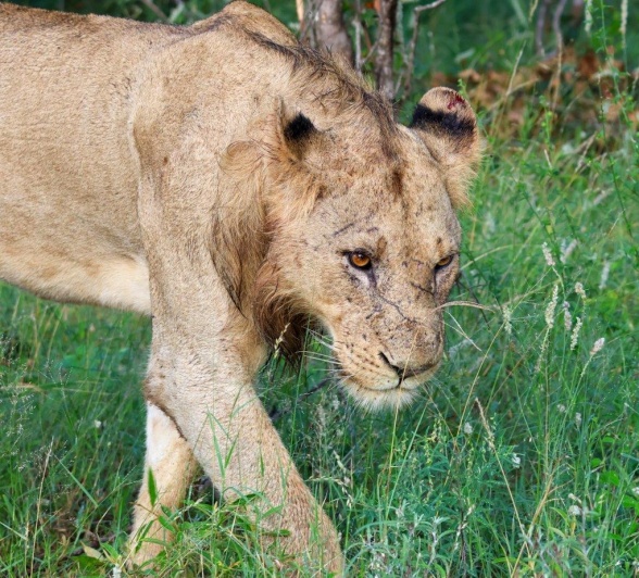 A member of the Kambula pride walks stealthily through the grass. A member of the Kambula pride walks stealthily through the grass.