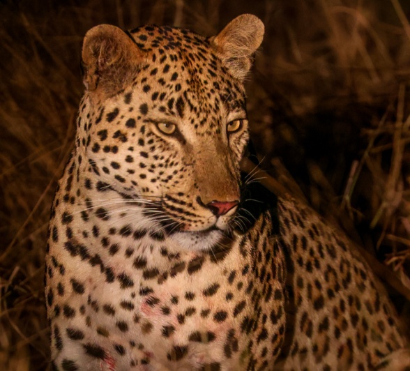 Sabi Sabi Ruan Mey Leopard At Night