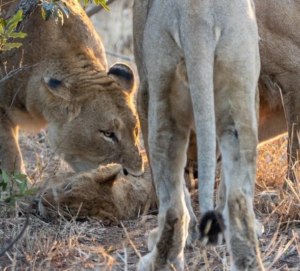 The lion pride gathers around the dead cub. The lion pride gathers around the dead cub.