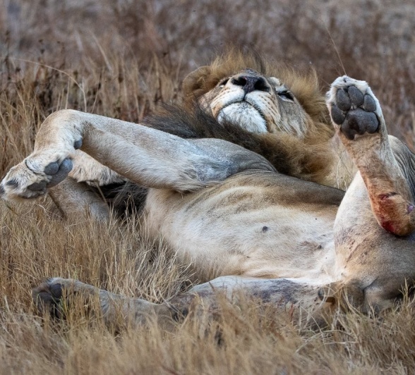 A male lion is spotted during a game drive from Sabi Sabi. A male lion is spotted during a game drive from Sabi Sabi.