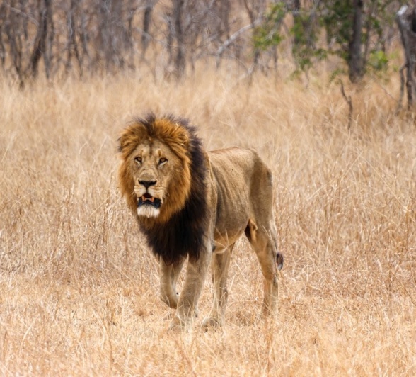 Sabi Sabi Jan Nel Gijima Male Walks Through Bush Sabi Sabi Jan Nel Gijima Male Walks Through Bush