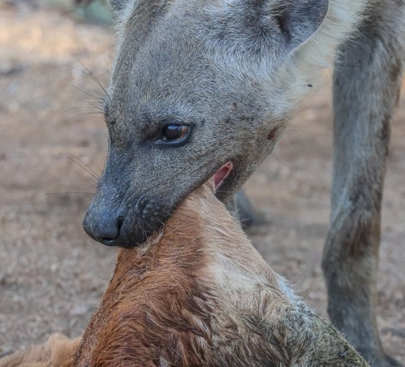 Hyena scavenges and feasts on a recent kill.