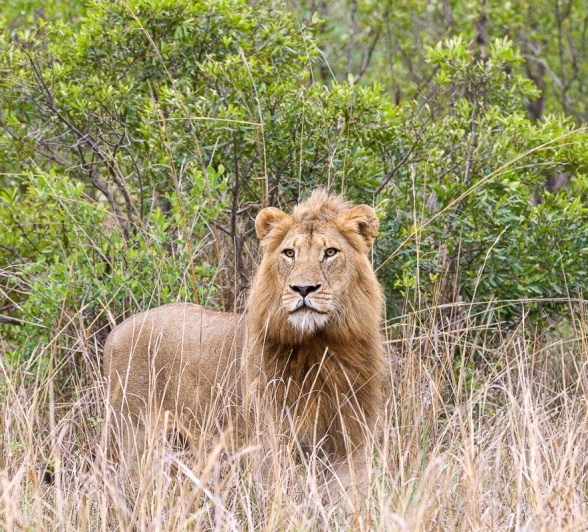 Sabi Sabi Jana Du Plessis Nwaswitshaka Lion In Long Grass