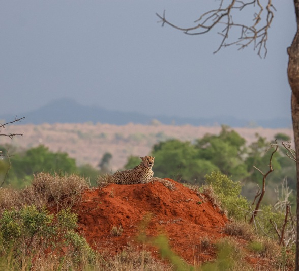 Sabi Sabi Ruan Mey Cheetah On Termite Mound