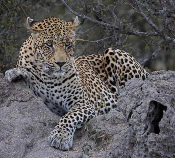 N'weti, a dominant male leopard, reclines on a termite mound. N'weti, a dominant male leopard, reclines on a termite mound.