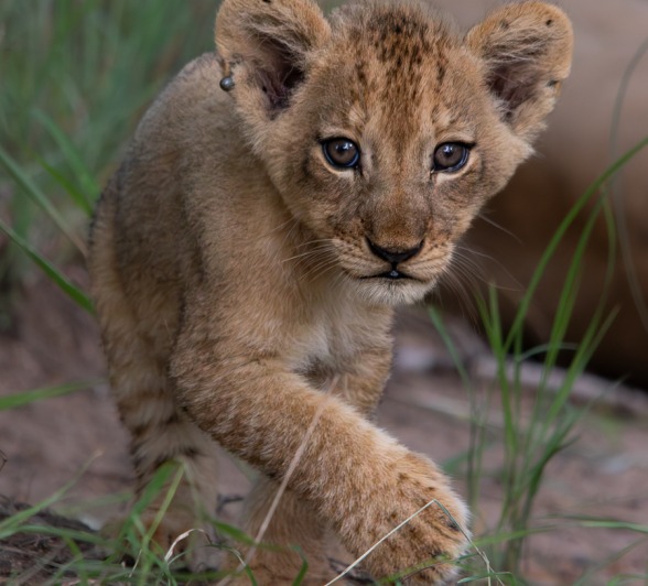Jason Street Talamati Cub Jason Street Talamati Cub