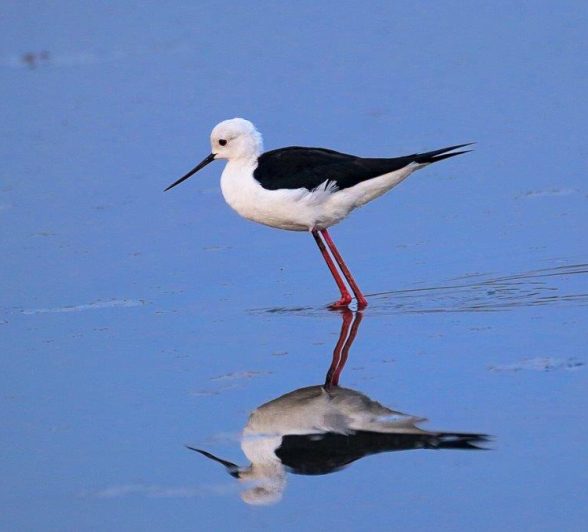 A Black-winged Stilt wading through shallow water, searching for prey in a receding waterhole. A Black-winged Stilt wading through shallow water, searching for prey in a receding waterhole.