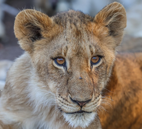 Sabi Sabi Ruan Mey Southern Pride Adolescent Sabi Sabi Ruan Mey Southern Pride Adolescent
