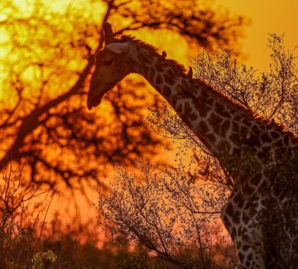 Sabi Sabi Ruan Mey Giraffe Sunset Sabi Sabi Ruan Mey Giraffe Sunset