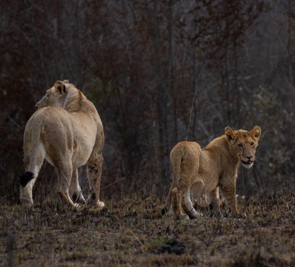 Msuthlu sub-adult lions walking in the bush. Msuthlu sub-adult lions walking in the bush.
