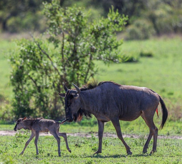 Sabi Sabi Ruan Mey Wildebeest Mother Helps Calf Sabi Sabi Ruan Mey Wildebeest Mother Helps Calf