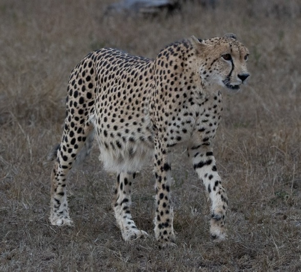 Sabi Sabi Ronald Mutero Cheetah Walking