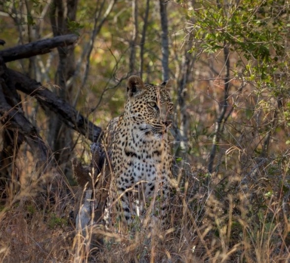 Sabi Sabi Devon Jansen Golonyi Through Grass