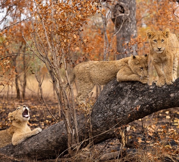 Sabi Sabi Jp Van Rooyen Msuthlu Cubs In Tree Sabi Sabi Jp Van Rooyen Msuthlu Cubs In Tree