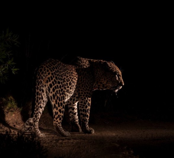 Sabi Sabi Devon Jansen Mawelawela At Night
