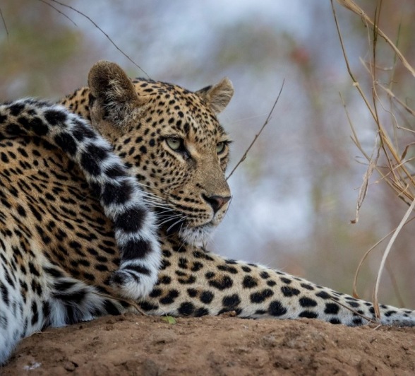 Sabi Sabi Devon Jansen Golonyi Cub Tail Sabi Sabi Devon Jansen Golonyi Cub Tail
