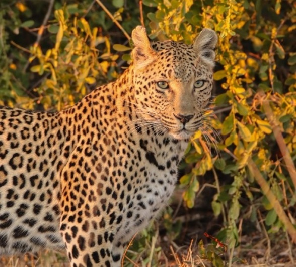 A striking image of Ntsumi, female leopard. A striking image of Ntsumi, female leopard.