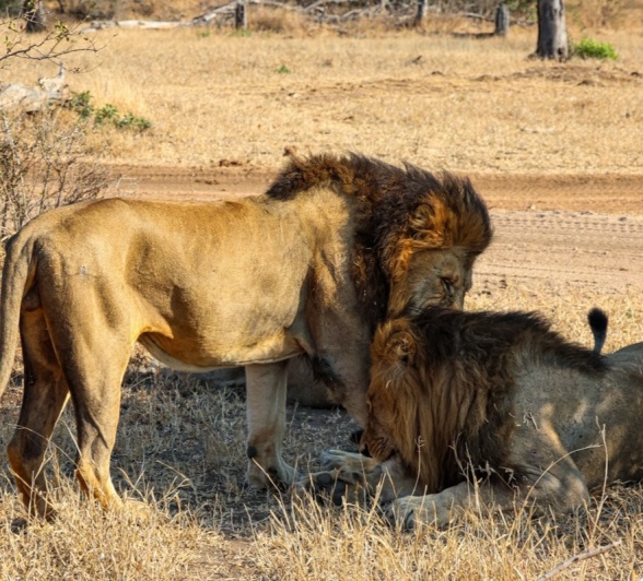 Sabi Sabi Jan Nel Gijima And Kambula Sabi Sabi Jan Nel Gijima And Kambula