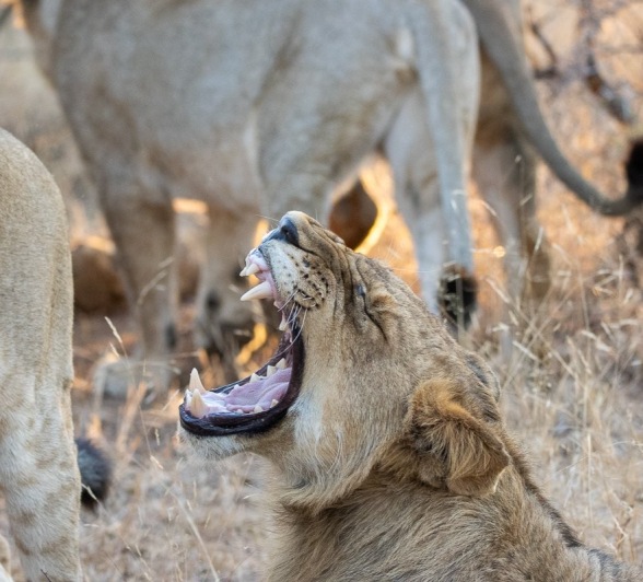 This lion's roar can be heard from the photograph. This lion's roar can be heard from the photograph.