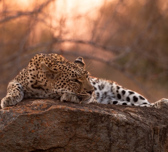 Sabi Sabi Viviane Ladner Golonyi Leopard Dusk Sabi Sabi Viviane Ladner Golonyi Leopard Dusk